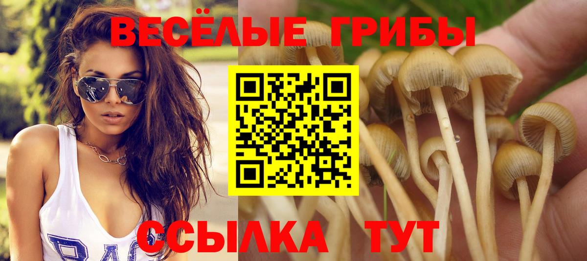 Славгород  Псилоцибиновые грибы мухоморы  Вход с VPN  Псилоцибиновые грибы мухоморы 